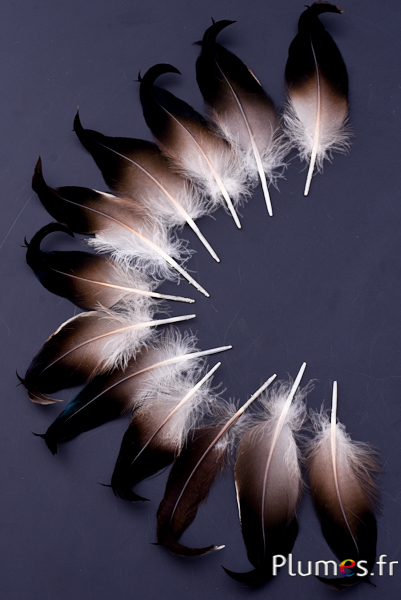 Canard boucles - 6-9 cm - blanc naturel-noir